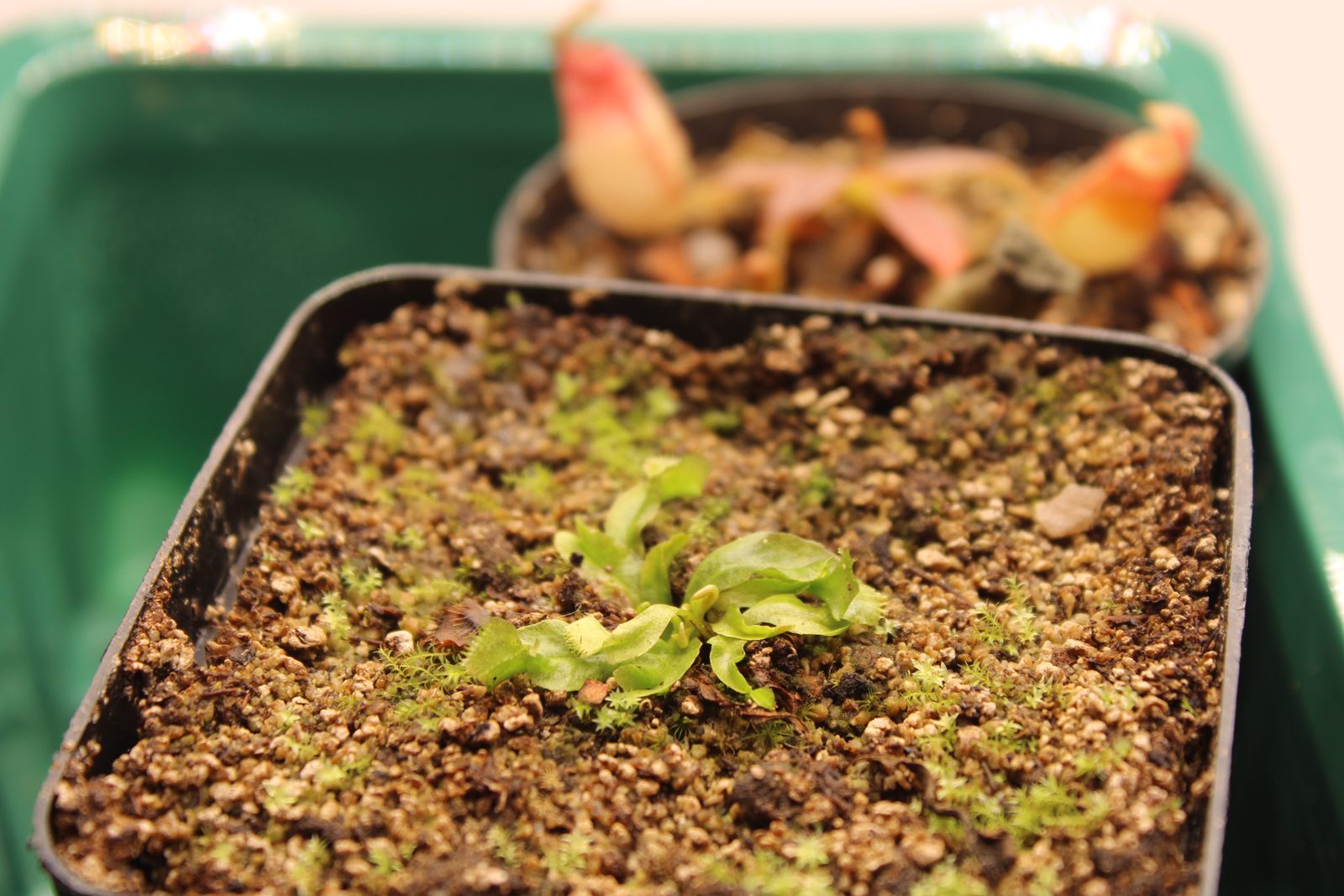 Venus flytrap 'Ahriman' in vitro