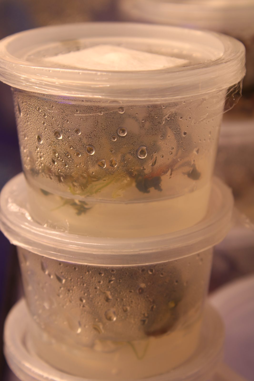 Bucephalandra Kedagang in tissue culture
