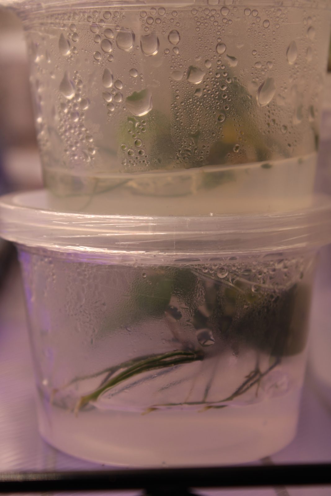 Anubias barteri var. nana in tissue culture