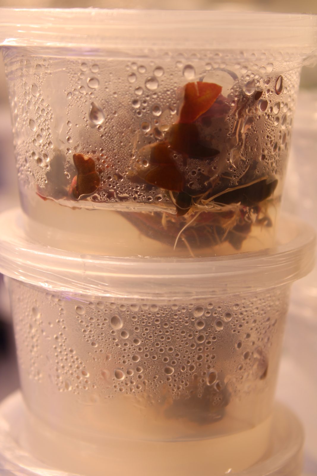 Alternanthera reineckii Mini in tissue culture