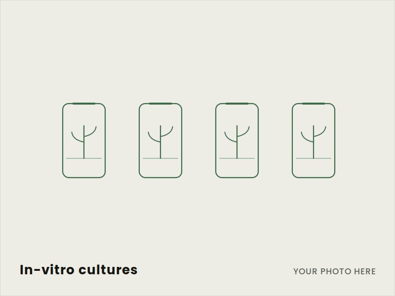 Cultures in the Suiwerkweek growth room