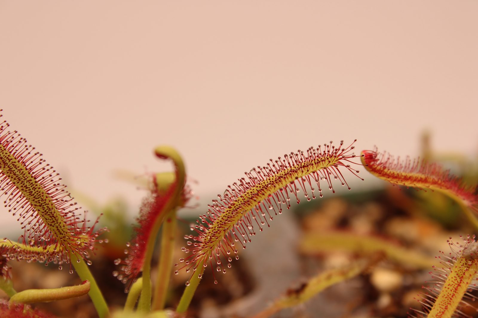 Drosera capensis culture inside a sterile vessel, showing developed tentacles