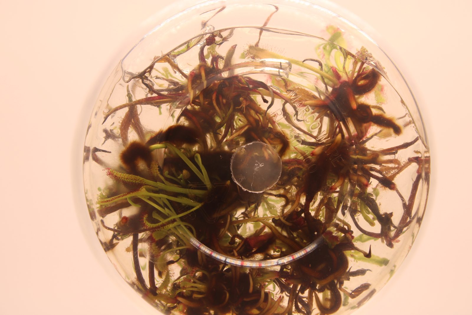 Drosera capensis rooting, seen from below