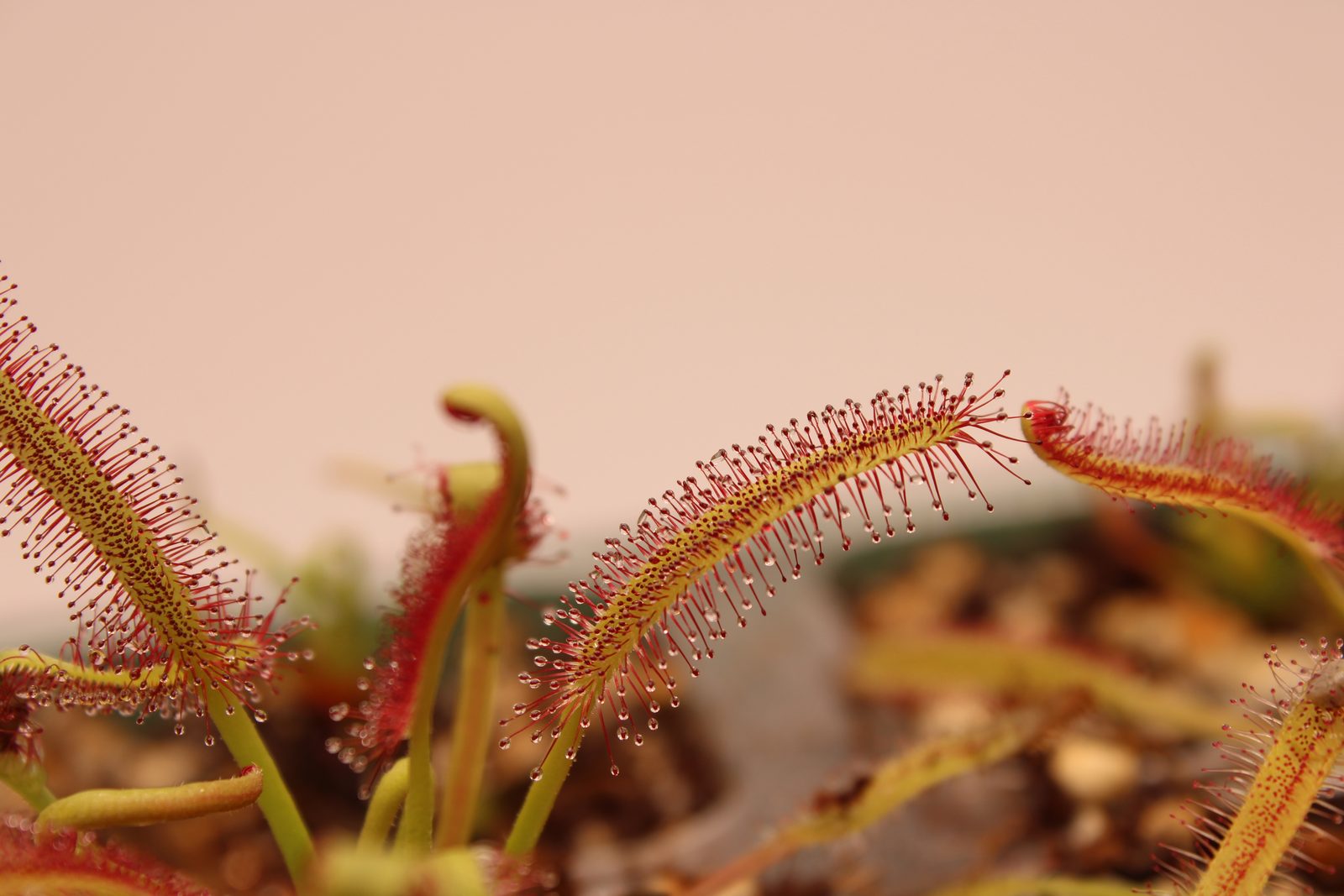 Drosera capensis growing in vitro on sterile medium