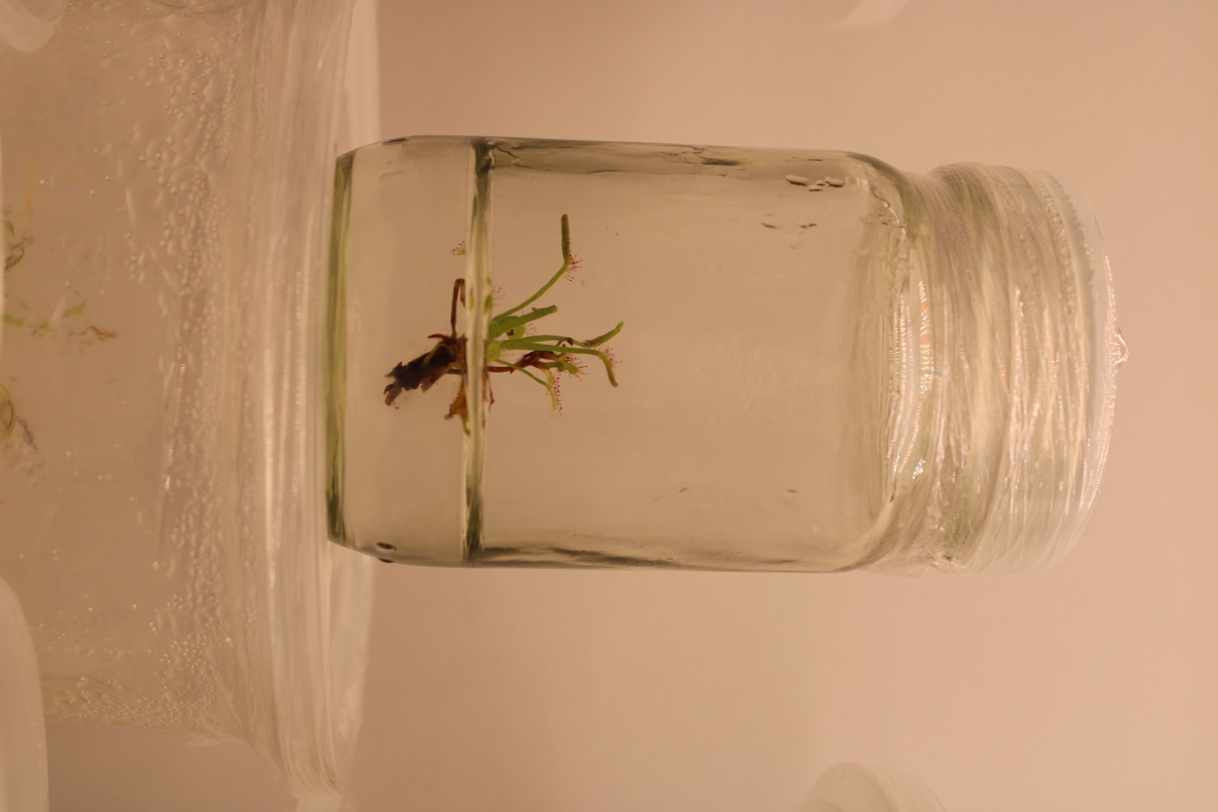 Drosera capensis culture