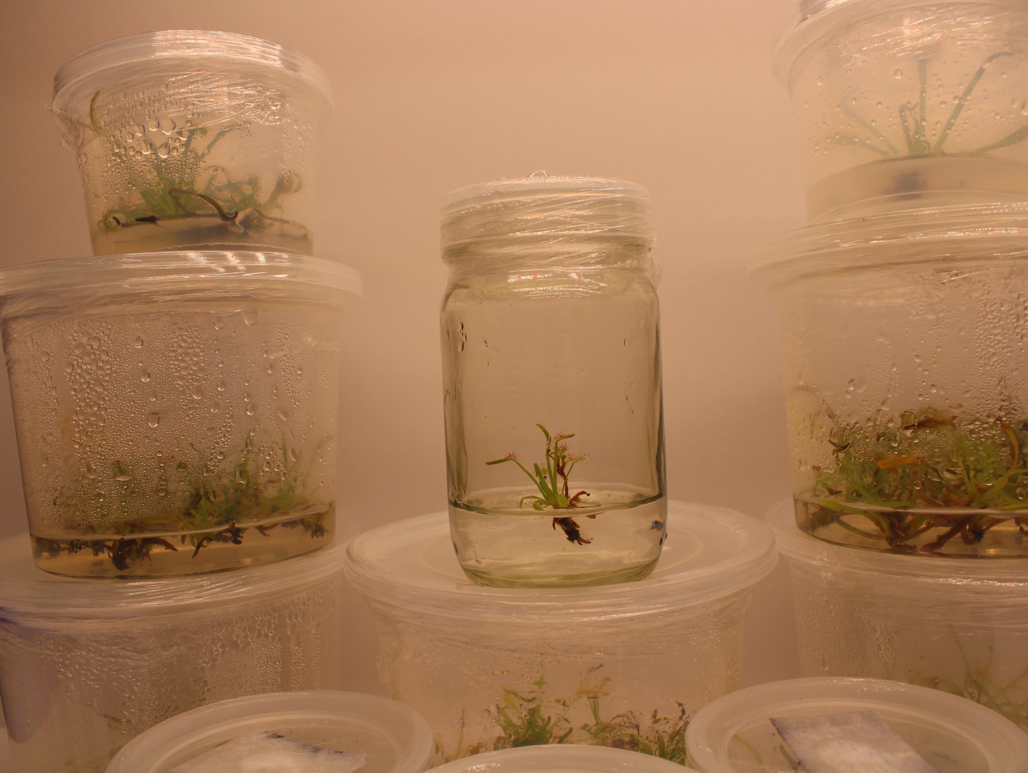 Drosera capensis showing dense culture