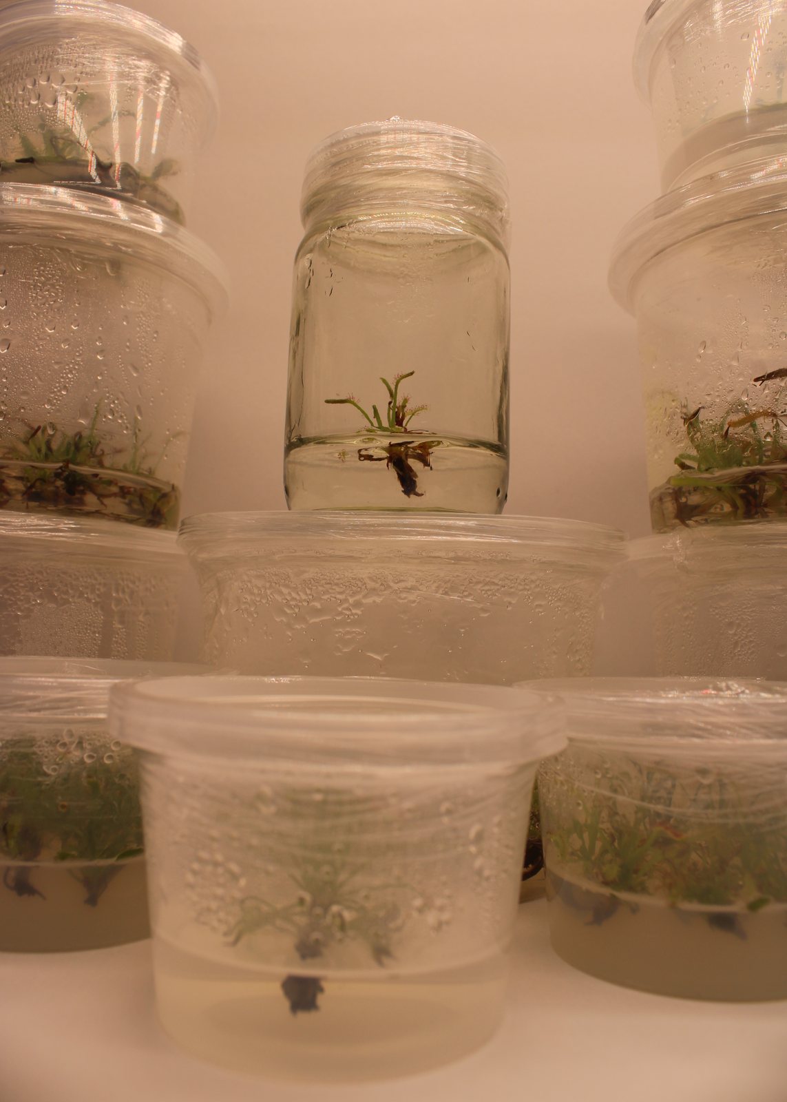 Highly detailed shot of Drosera capensis growing in vitro under lab lighting