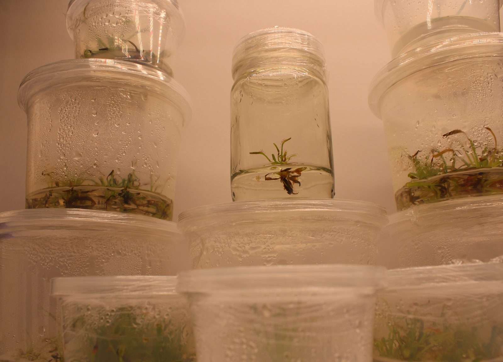 A vigorous Drosera capensis clone fully rooted in vitro
