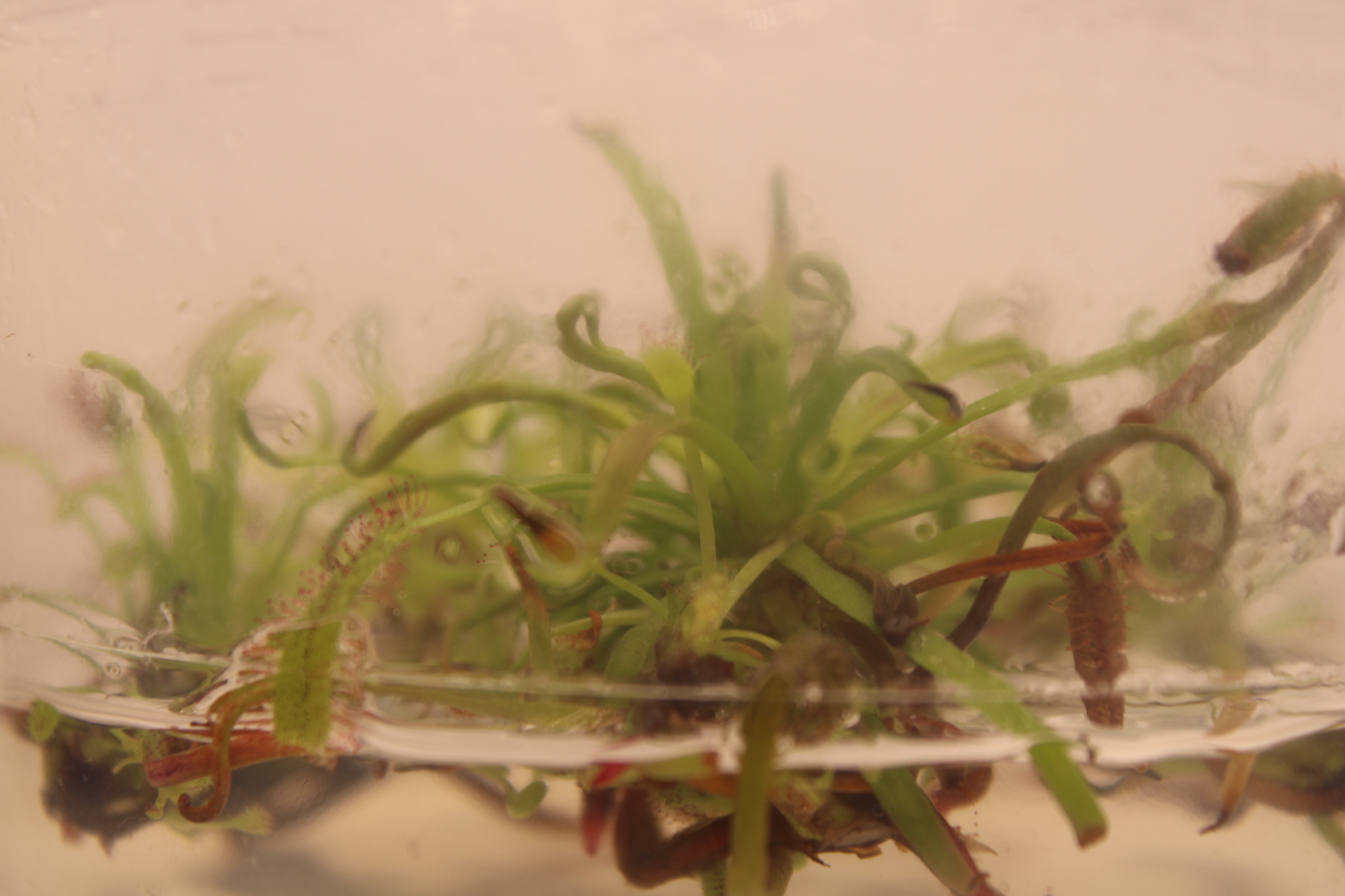 Healthy Drosera capensis ready for subculture transfer