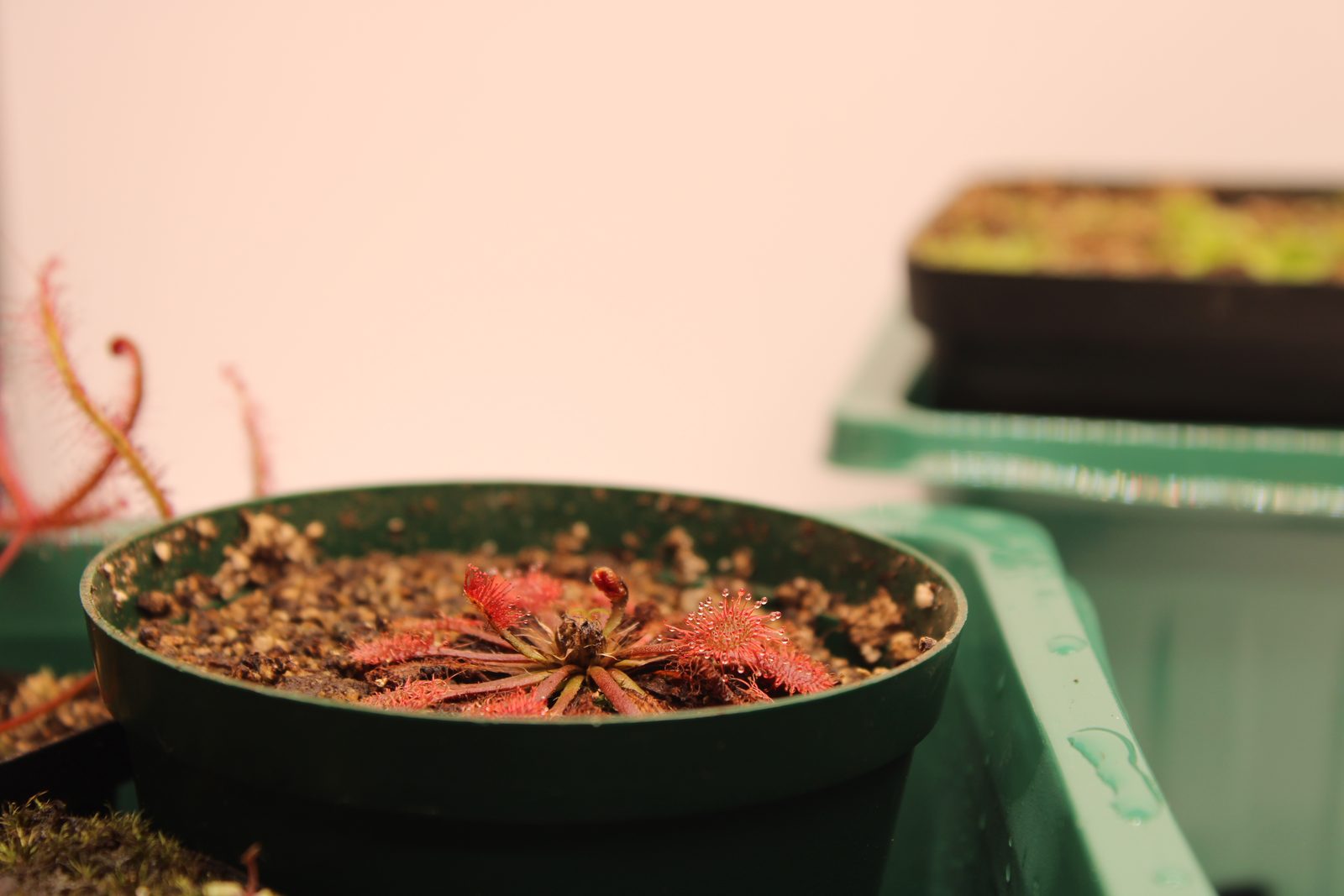Drosera spathulata 'Lantau Island' in vitro