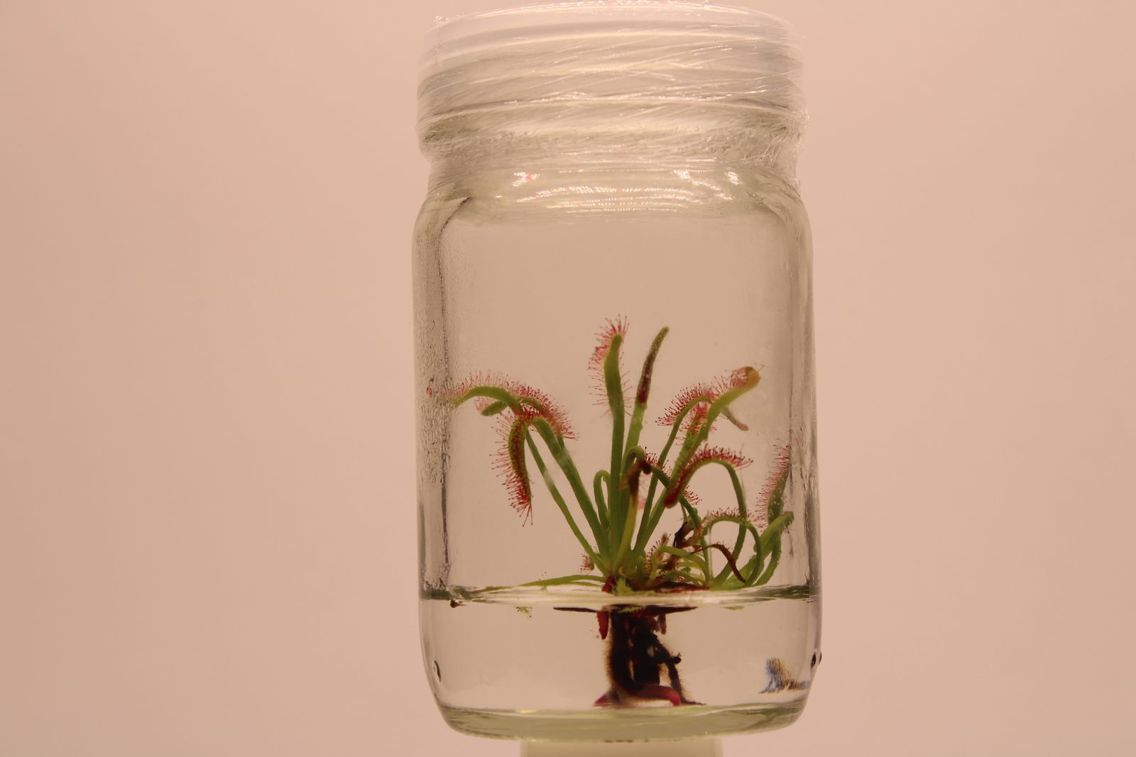 Drosera capensis culture established in vitro