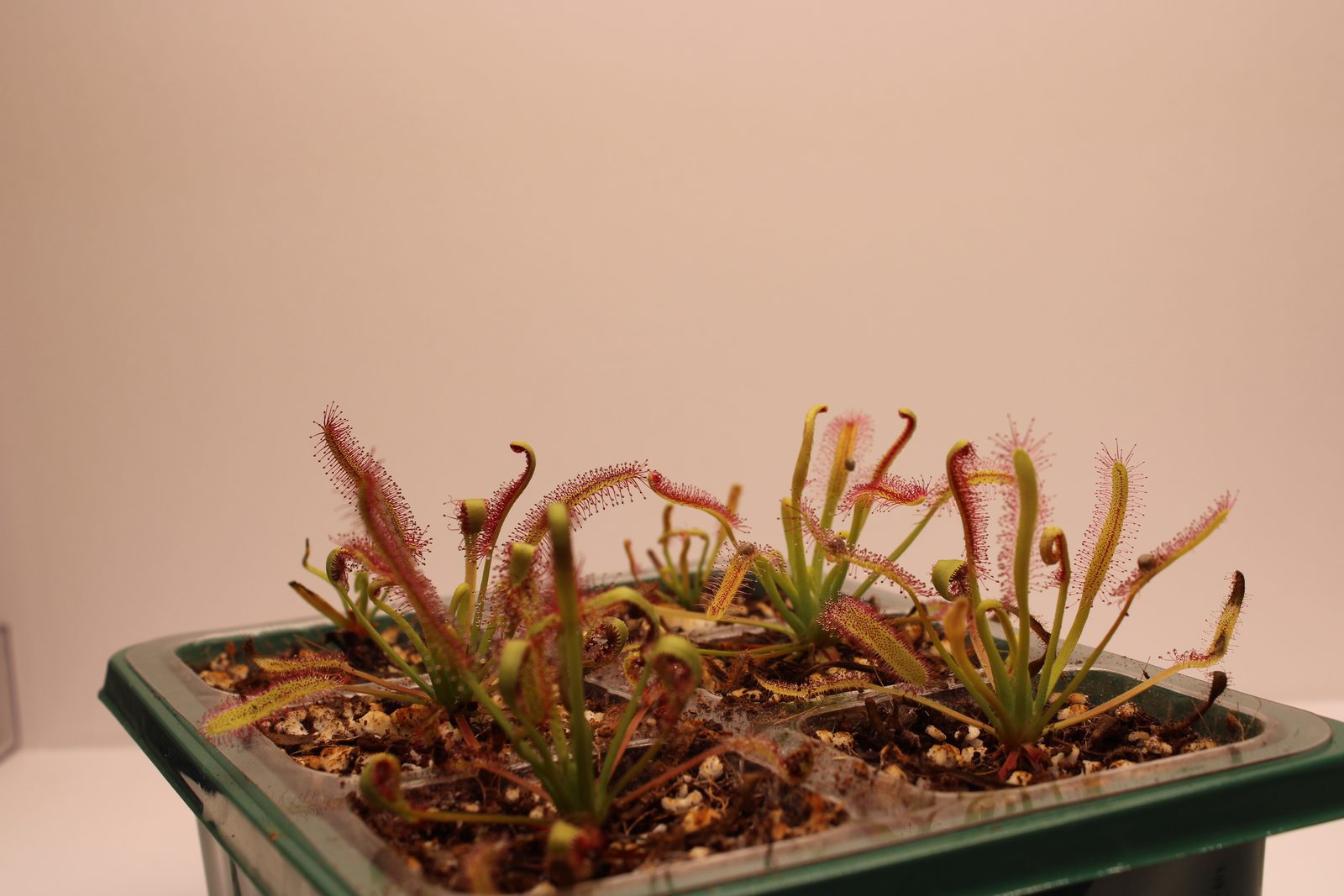 Established Drosera capensis cultures lined up for sub-culture