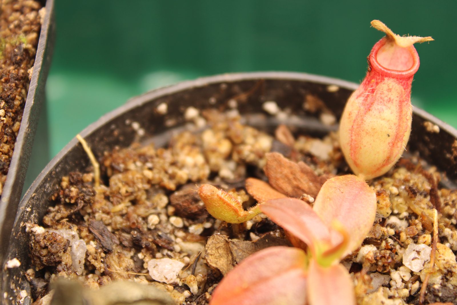 Nepenthes 'gaya' in vitro