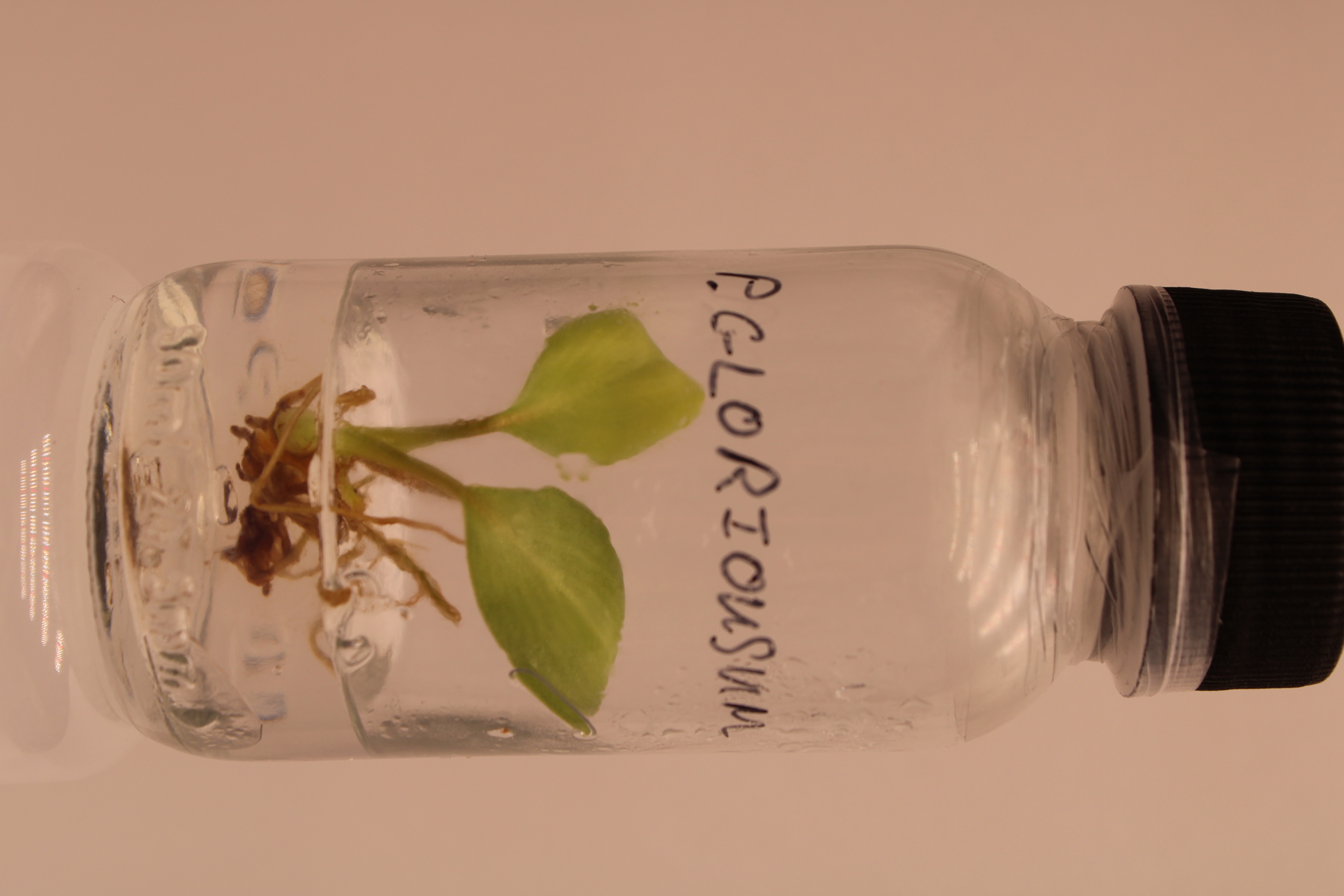 Pinguicula gloriosa culture