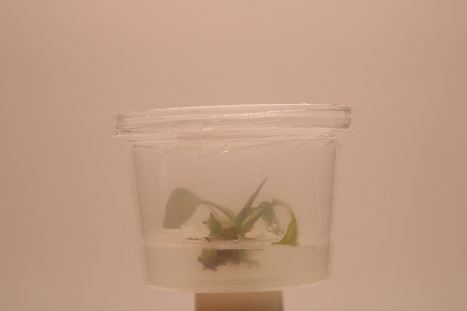 Philodendron gloriosum, established in tissue culture