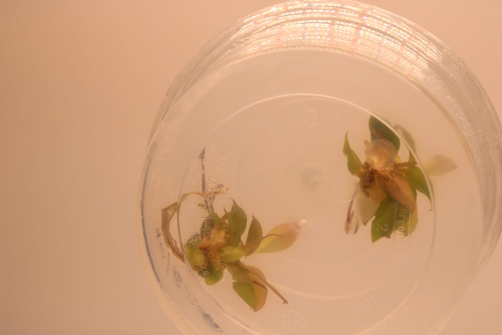 Philodendron 'Red Cherry' in vitro