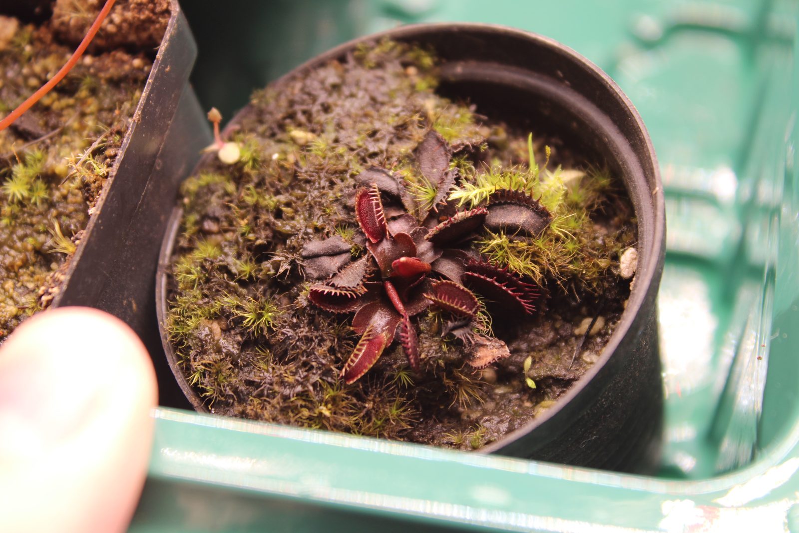 Venus flytrap — red in vitro