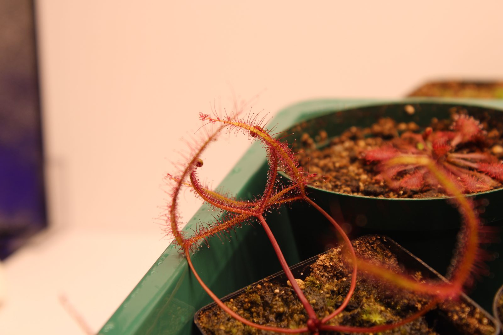 Staghorn sundew (D. binata) in vitro