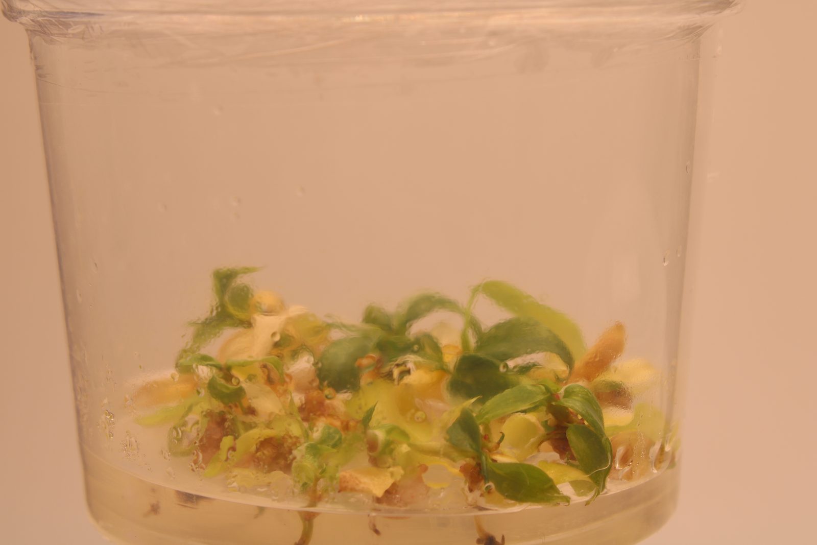 White princess in vitro, sterile vessel