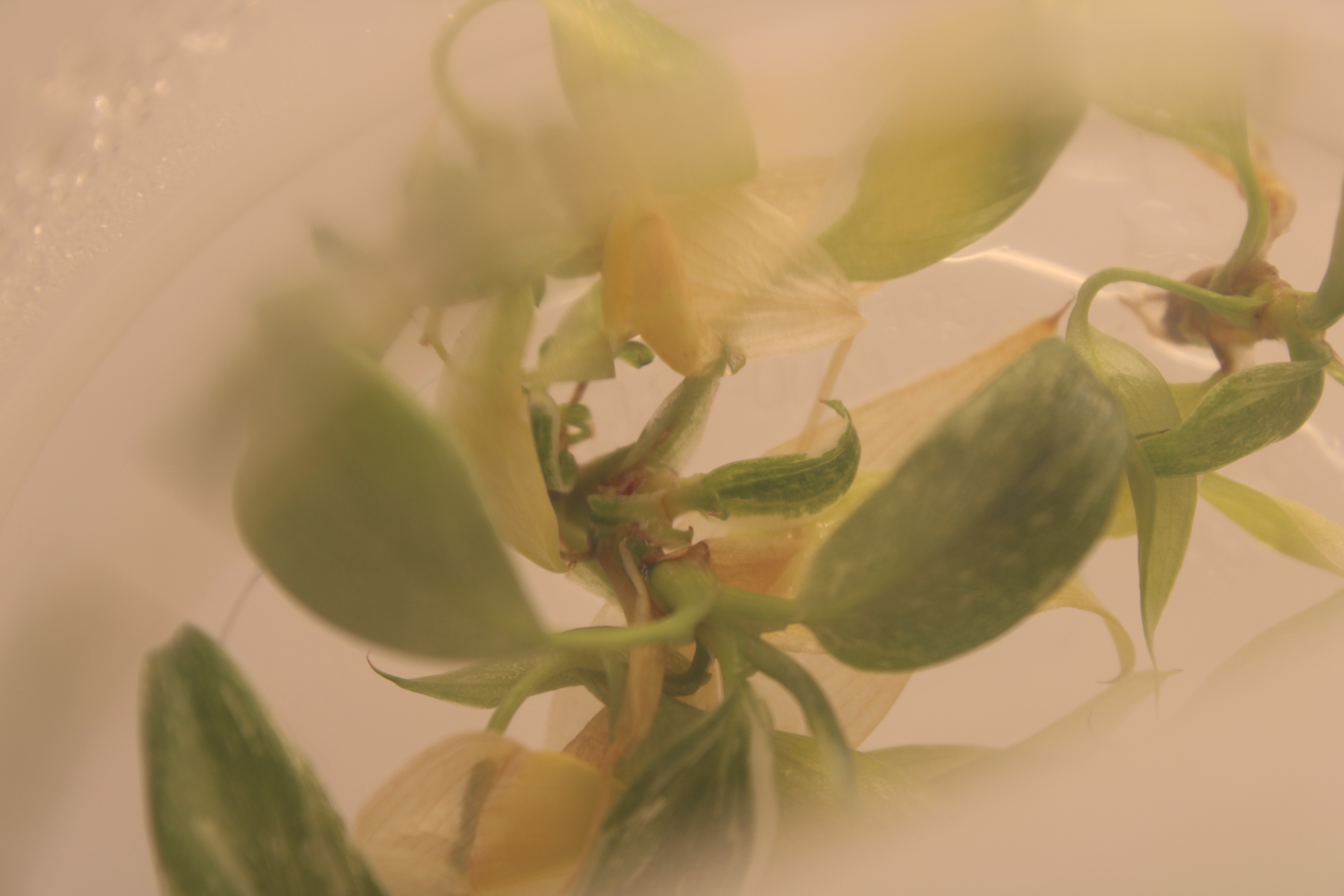 White-flowered Pinguicula culture