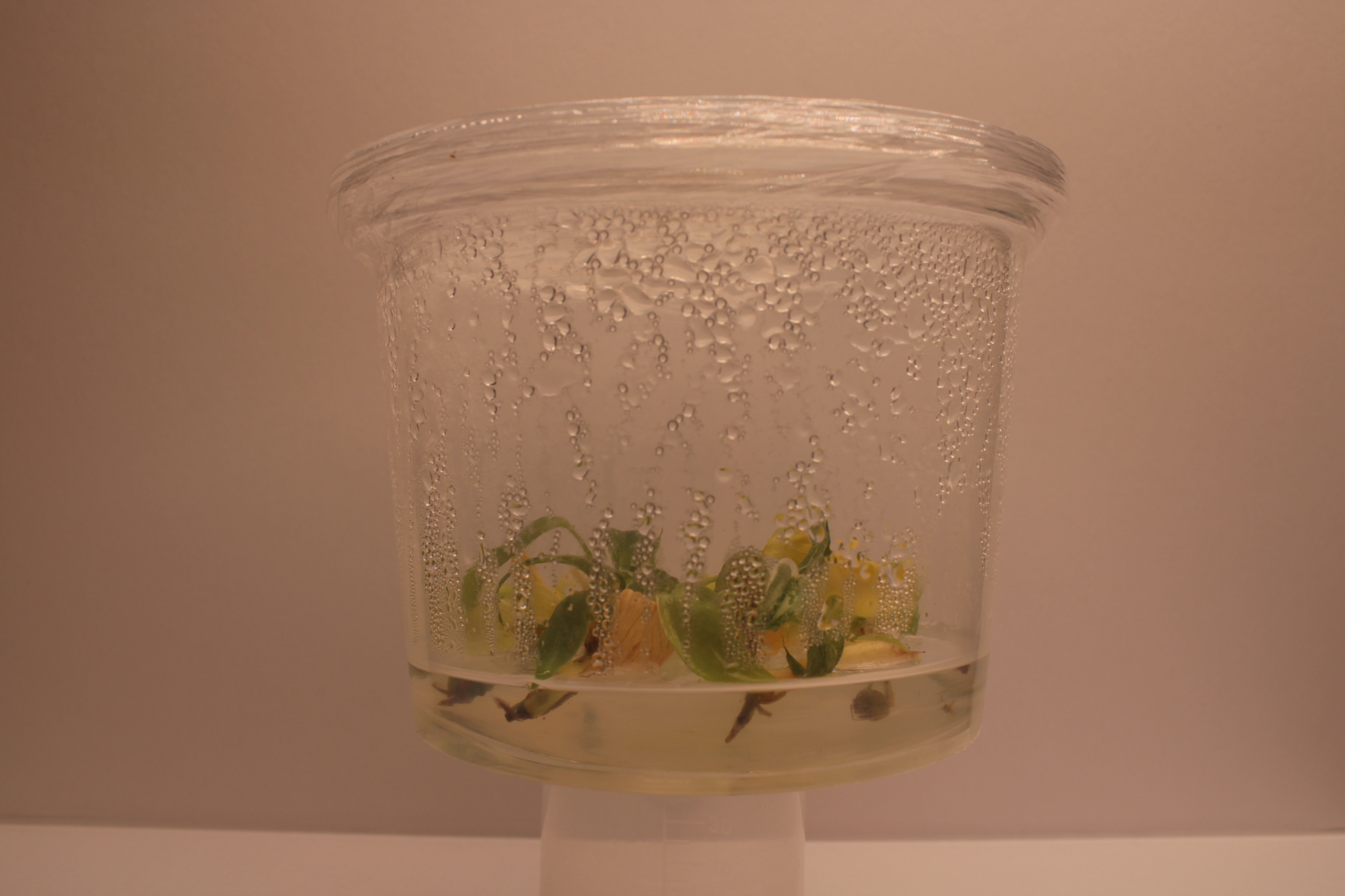A clean, uncontaminated culture growing under lab conditions