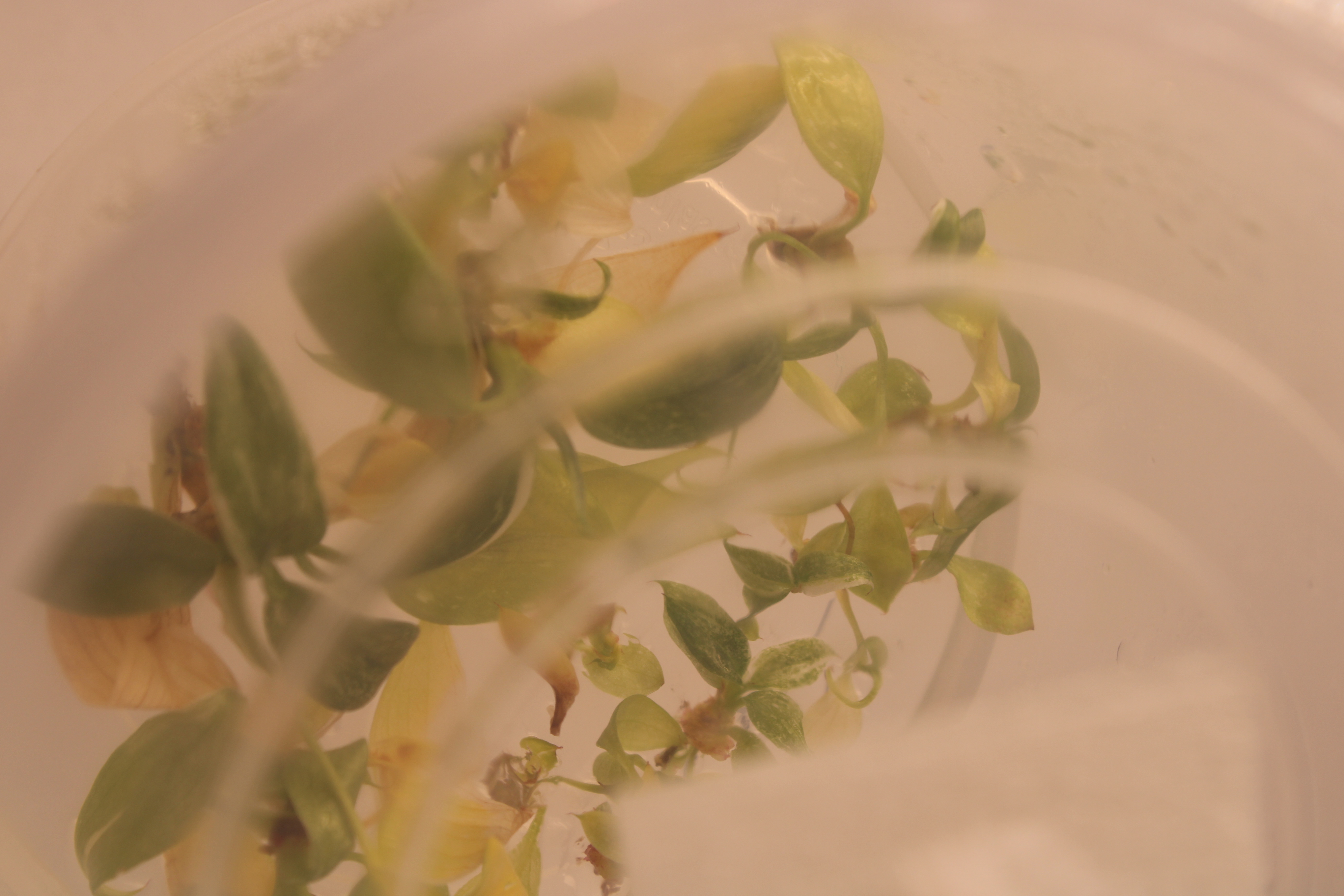 White Pinguicula clonal multiplication
